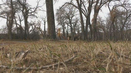 Significant drought might be dodged, this time