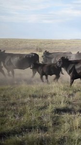 Raising Angus cattle demands attentive care and nutrition to promote their health and growth. Although forage is essential, incorporating protein is equally vital for their well-being and development. At our ranches, we take great pride in our pasture-raised and grain-finished methods, utilizing 100% vegetarian ingredients sourced locally to ensure the highest quality. #K4Ranches #AngusCattle | K4 Ranches