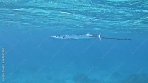 Houndfish Swimming In The Blue Sea Beneath The Ocean Waves. - underwater