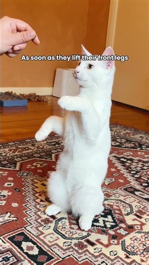 How to train your cat to sit pretty in 15 minutes #cattraining #sitpretty #cattricks