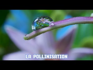La pollinisation (Produire une vidéo éducative)