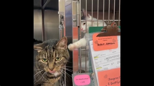 2.3K views · 293 reactions | ADOPTED 12/14/24 OLIVIA WANTS TO BE HOME FOR THE HOLIDAYS!. ID 57111671 She's a very friendly girl who loves attention and hopes someone will give her another chance. She likes to peek around the corner at her neighboring kitties to see who is near her. Olivia is 6 years old, spayed and waiting for that special person. Could you be the one to help this sweet girl? Come meet her and find out! | Friends of Burlington County Animal Shelter | Facebook