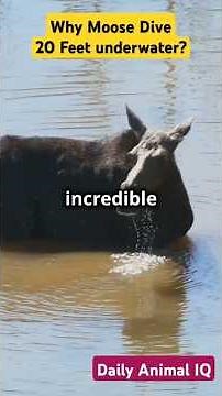 You Won't Believe What Happens When Moose Dive Underwater!