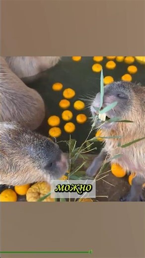 How Do Capybaras Bathe? (with luxury)
