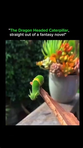 SCIENCE | FACTS | EXPALIN on Instagram: "• At first glance, this creature looks imaginary, but it’s 100% real. • Known for its dragon-like head shape, bold eye markings, and dramatic posture, this caterpillar has evolved to look dangerous without being deadly. • When threatened, it raises its front body, revealing false eyes and horn-like features that scare predators away. 👀 • This is a perfect example of evolutionary mimicry, where survival depends on illusion rather than strength. • Despite 