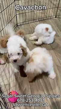New Litter of Cavachon Puppies #forsale