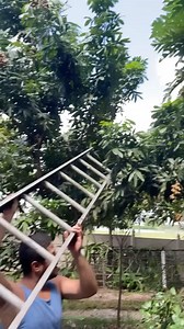 109K views · 5.9K reactions | Dragon Fruit 襤 #frutas #fruta | Alvin Burgos | Facebook