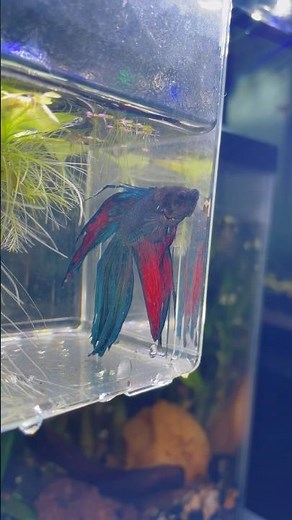 My Betta needs my help | fixing fin rot