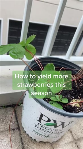 Strawberry Plant Trick for Bigger Yields