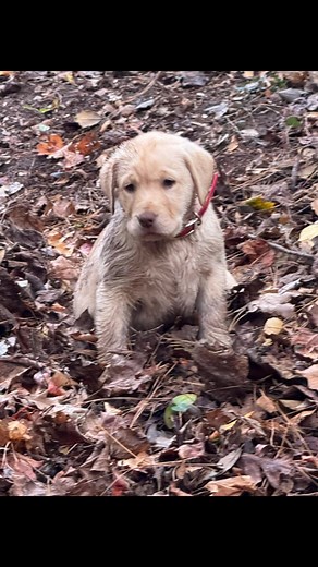 🐾 A Day in the Woods with Our Labrador Puppies 🌳 There’s something truly magical about watching our Labrador puppies explore the world around them. Today’s adventure took us through our peaceful woods, all the way down to the creek — tails wagging, ears perked, and hearts full of joy. Labrador puppies are born curious and confident by nature. Gentle outdoor walks like these help them learn about new sights, sounds, and textures — rustling leaves, soft earth under their paws, and the cool splas