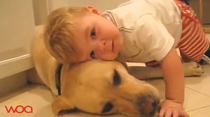 Baby Laughing at Labrador Dog because they are best friends | All breeds of DOGS