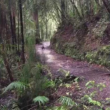 NZ native Kiwi bird on the Heaphy Great Walk
