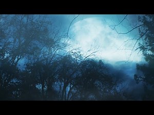 Katydids At Night - 4K Crickets at Night Sounds for Sleeping | Katydids & Cricket Sounds