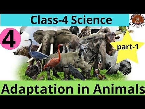 Class-4| Science| Chapter-4| Adaptation in Animals|part-1