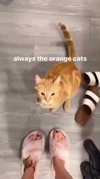 Orange Cats Are the Funniest 🤣🐱 | Hilarious Ginger Cat Moments