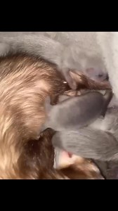 Cherrys kits are getting so big! I absolutely adore them already❤️🥹 #ferret #frettchen #furao #huron #polecat #ferretism #ferretlover #ferretsareeverything #ferretfun #iloveferrets #mypet #pet #pets #ferrets #ferretsforadoption #ferretsforadoption #ferretsnearme #pets #USA | Ferrets for adoption and rehoming