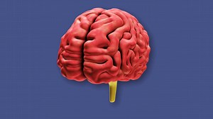 Rotating Model Of Human Brain Highlighting Stock Motion Graphics SBV-311195221 - Storyblocks