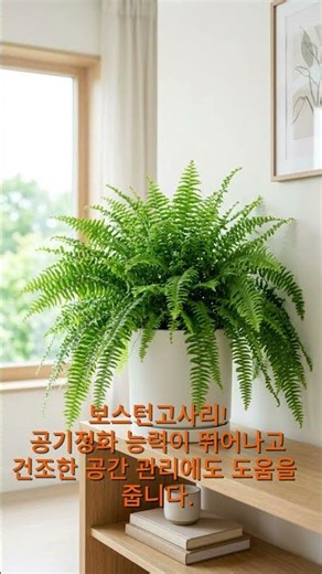 공기정화식물 5가지 (2)-드라세나마지나타 등 #plants #인테리어 #homedecor