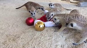 Hunter Valley Wildlife Park on Reels