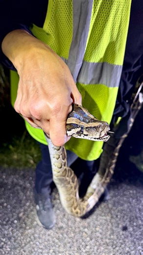 Kym Clark on Instagram: "Warning: Adult content! It’s a male! So how do I know this Burmese Python is a male? By checking for its penises. Yes, I said penises (plural), as each male has two. They are called hemipenes! Biologists believe that having two penises ensures that the snake can mate easily using the penis that’s closest to the female. It also ensures successful mating should one penis not function properly (always good to have a backup 😂). Sometimes the penises are clearly visible, as 