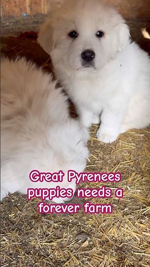 Great Pyrenees puppies looking so cute are ready for rehoming Jan. 5.2026 Maggie’s their Mommy