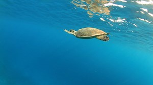 Can you imagine a world without sea turtles? Neither can we, but currently all 6 species living in US waters are at risk. Join us in pledging to protect them! | Ocean Conservancy | Facebook