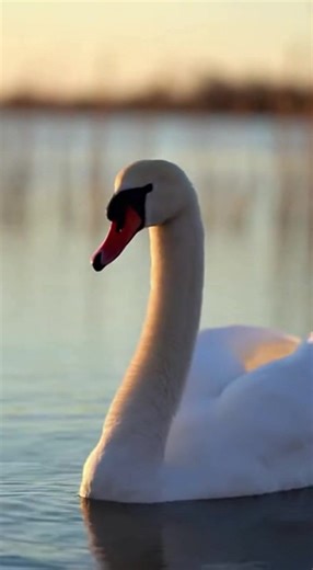 Experience the intense sound of a swan's loud hiss, captured up close as wind dances through its soft white neck feathers by a tranquil lake. The vivid ambience of rippling water and gentle breeze makes this striking call even more dramatic. Watch as the swan moves with natural elegance, infusing the scene with wild beauty. 🔗 Follow for more animal sounds: TikTok: http://tiktok.com/@animalsoundearth Instagram: https://www.instagram.com/@animalsoundearth YouTube: https://www.youtube.com/@AnimalS