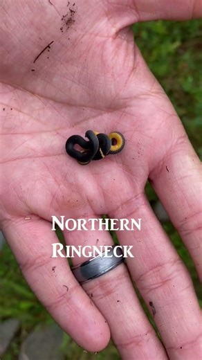 Tiny, adorable Northern Ringneck! #ecology #explorenow #herping #herpetology #snakes #snake #hike