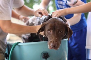 Shampoo Medicado para Perros ¿Cuál debe utilizar? | Veterinario Online