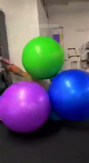 ORANGE CAT VS TREADMILL 😂🔥 | Sora Cat #shorts