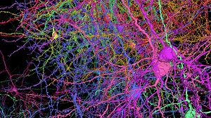 Scientists share a wiring diagram tracing connections for 200,000 mouse brain cells