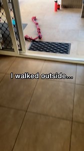 My Rescue Dog Found Peace in a Very Special Bed 🥹😍🌙🐾 #rescuedog #doglover #staffy #fblifestyle #petloss | Amos Pearce