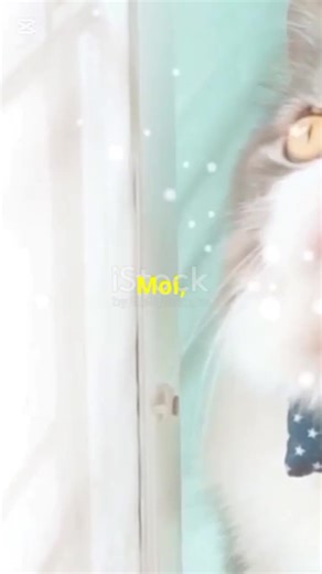 comment le est-il devenu humain ? un chat devient un humain chat humain animaux #chat #chatnoir #LIVEIncentiveProgram #KeepItRealKeepItLIVE #PaidPartnership