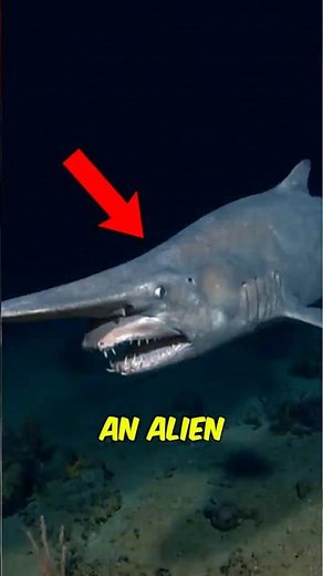 Top 5 Animals That Look Like ALIENS 👁️💀 #1 Will Blow Your Mind