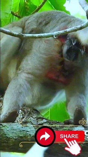 Amazing monkey gives birth baby #animals #monkey