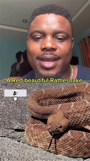 A red beautiful python 🐍 #viral #trending #viralvideo #wildlife #animals #explore
