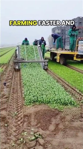 Italian Farmers Are Not the Same Anymore #farming
