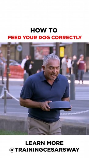 "How to Feed Your Dog Correctly: It is important to create calmness with your dog. Reward at the right time and wait for that moment of calmness. Learn more @trainingcesarsway #betterhumansbetterplanet #dogtraining #dog" | Cesar Millan
