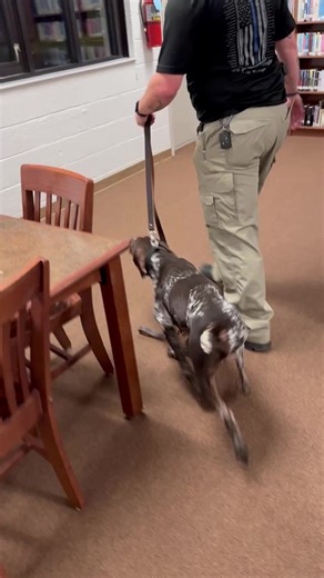 77K views · 1.1K reactions | Handler training | Final Alert K9 | Facebook