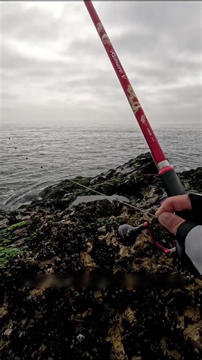 Peche en mer - 10kg de poisson 😂😂#peche #pecheur #fishing #fishinglife #nature #mer