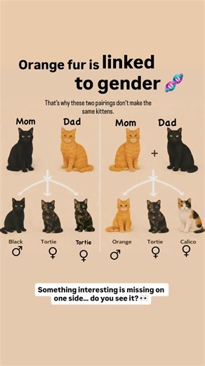 Palmtreefinds on Instagram: "Female cats have two X chromosomes, males have one. The orange color gene lives on the X chromosome, so kittens don’t inherit color the same way from mom and dad. Sons get their single color gene from mom. Daughters get one from each parent — that’s how mixed-color coats happen. Genetics decides the palette 🎨 Did this match your cat? ⸻ . . . . . #CatGenetics #CatFacts #PetScience #CatLovers #DidYouKnow"