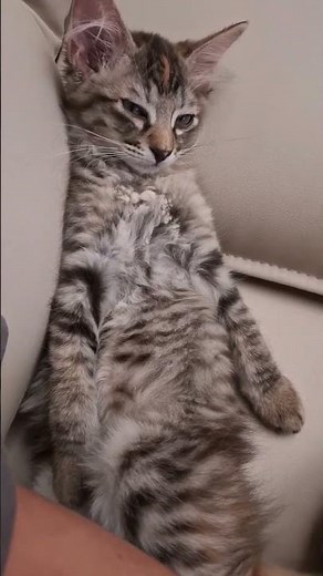 田代島産まれの保護猫(子猫ちゃん) やんちゃ盛り🎶 #保護猫 #ネコ #ねこ #好きな子猫 #田代島