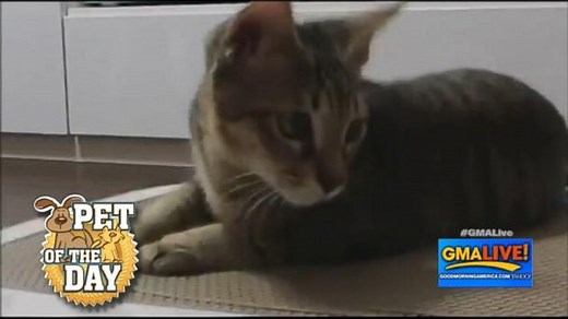 Viral Video Shows Cat Getting a Workout