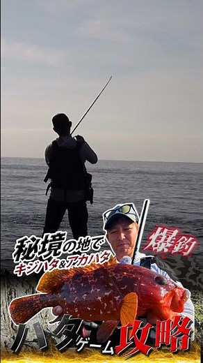 【ロックフィッシュ】秘境の地でキジハタ＆アカハタ爆釣！陸っぱり「ハタゲーム攻略」in対馬/魚岡翼 #shorts