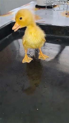 DUCKS SOUND - Baby duck quacking