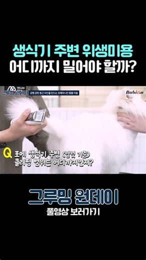생식기 주변 위생미용은 어떻게? #그루밍원데이 #강아지 #반려견 #포메라니안미용 #포메라니안쇼츠 #애견미용사 #애견미용 #애견미용교육