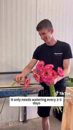 Double-Flowered African Daisy: Growing Guide and Plant Care Tips