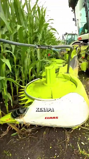 Kenapa Jagung yang Masih Hijau Sudah Dipanen di Amerika⁉️ #foryoupage #semuaorang #viralvideo #faktaunik #fypp