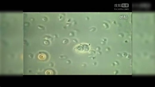 SOD-生命的阳光(新)