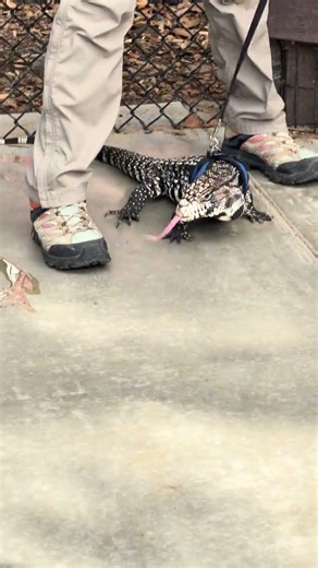 Tegu lizard OC Zoo#shorts